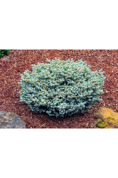 Ялиця Когоутс Айсбрейкер посадка